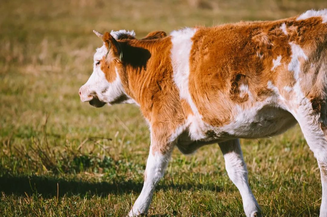 SIAL西雅国际食品展