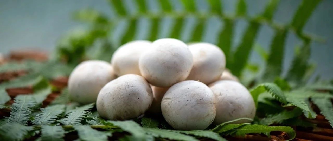 一颗白蘑菇年销5亿的“财富密码”！江苏裕灌9月亮相SIAL西雅展